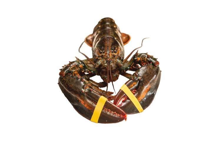 Élastique fruit de mer